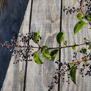 Meet your Posher, Agniya